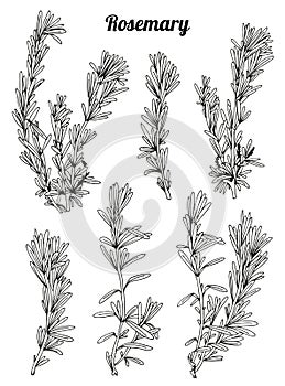 Rosemary set isolated on white background, culinary herb vector collection