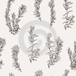 Rosemary set isolated on white background, culinary herb vector collection
