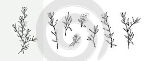 Rosemary set of vintage vector hand drawings, plant branch with small leaves, line doodle drawing of herb. Collection of