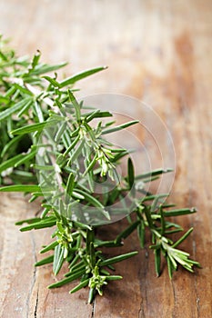 Rosemary. Shallow DOF