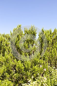 Rosemary shrub against blue sky