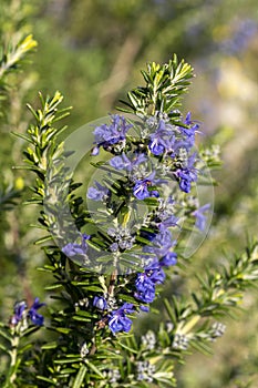 Rosemary `Sissinghurst Blue photo