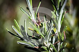 Rosemary Spice Plant