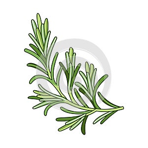 Rosemary spice vector realistic colored botanical illustration