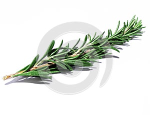 Rosemary sprig