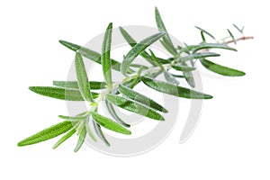 Rosemary Sprig