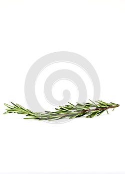 Rosemary sprig