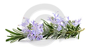 Rosemary sprig in flower
