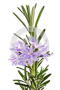 Rosemary sprig in flowers