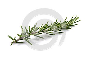 Rosemary sprig isolated photo