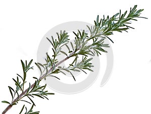 Rosemary sprig isolated on white background