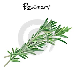 Rosemary sprigs photo