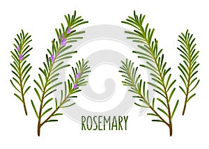 Rosemary sprigs photo