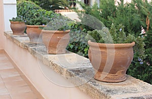 Rosemary in terracotta pots