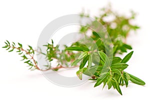 Rosemary, Thyme, fresh herbs on white with blurred background