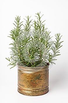 Rosemary