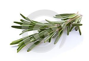 Rosemary twig herb