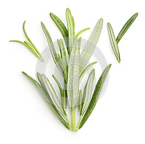 Rosemary twig isolated