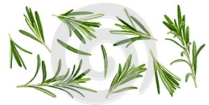 Rosemary twig and leaves isolated on white background with clipping path, collection