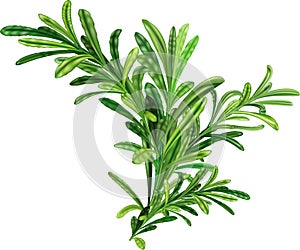 Rosemary twigs