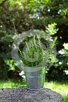 Rosemary twigs in a galvanized bucket on a tree trunk