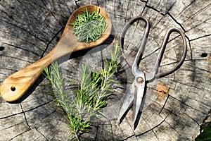 Rosemary twigs and scissors on a tree trunk