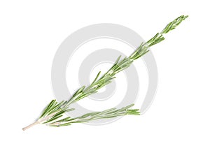 Rosemary twigs on white background