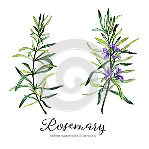 Rosemary. Vector watercolor illustration. photo