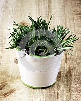 Rosemary in White Clay Bucket