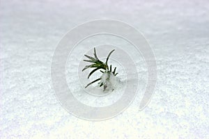 Rosemary wintering in a bed covered with snow