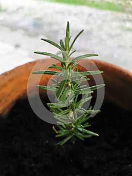Rosemaryâ€‹ herb herbalâ€‹ plantâ€‹ pot