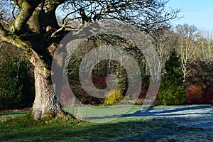 Rosemoor RHS Garden, Great Torrington, Devon photo