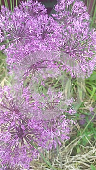 Rosenbach onion flower in bloom