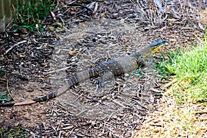 ROSENBERG`S GOANNA iguana in the undergrowth