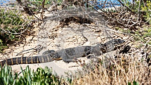 A Rosenburg Goanna sunning itself on Kangaroo Island South Australia on May 8th 2021