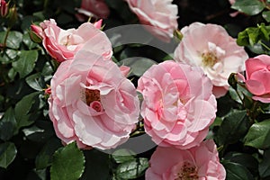 `Rosenprofessor Sieben rose flower head at the Guldemondplantsoen Rosarium Boskoop