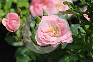 `Rosenprofessor Sieben rose flower head at the Guldemondplantsoen Rosarium Boskoop