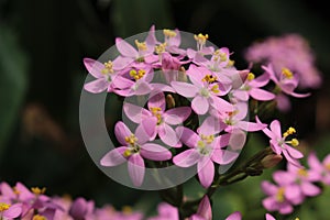 `Rosepink` flowers - Sabbatia Angularis