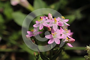 `Rosepink` flowers - Sabbatia Angularis