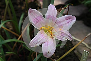 `Rosepink Zephyr Lily` flower - Zephyranthes Grandiflora
