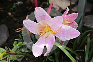 `Rosepink Zephyr Lily` flower - Zephyranthes Grandiflora