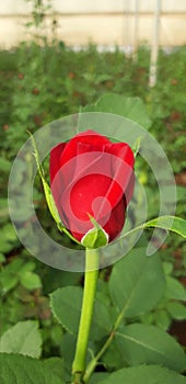 Rosered