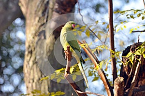 Roseringed Parakeet preening its feathers