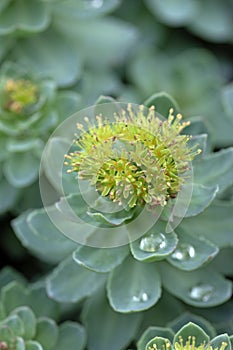 Roseroot stonecrop flower. Sedum rosea