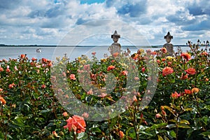 Roses garden in haapsalu town photo