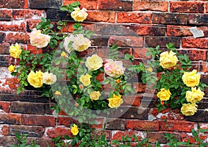 Roses against a wall.