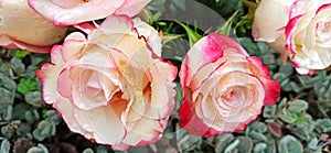 Roses with agreen background in the beautiful spring