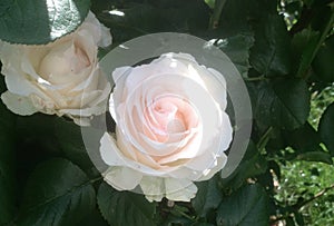 Roses for all occasions - summertime flowers - Paris, France