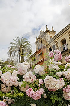 Roses and architecture in Seville