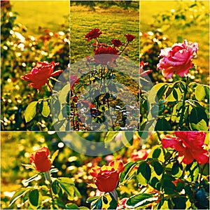 Roses in the autumn garden backlit, collage set of colorized images